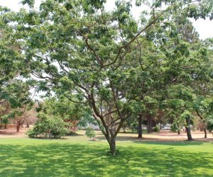 Albizia gomifera tree in leaf