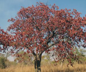 Albizia versicolour tree