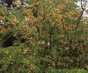 Cordyla africana (Wild Mango)