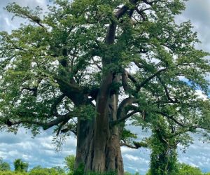 Baobab