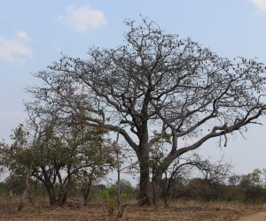 Pod mahogany with no leaves