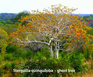 Sterculia quinqueloba