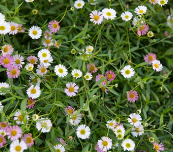 Erigeron daisy - spreads and is a very good ground cover