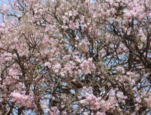 Pink jacaranda