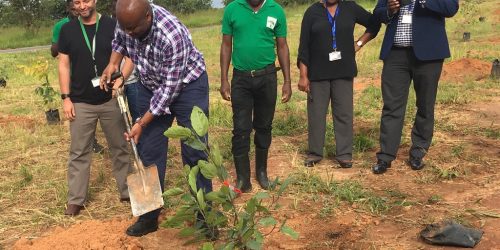 Director of Kenneth Kaunda International Airport Lusaka Planting trees