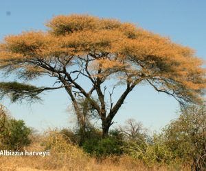 albizzia harveyii