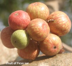 fruits ficus sur