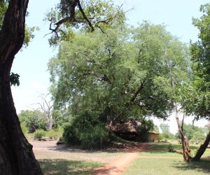 Tamarind growing on termite mound at Nsefu camp. March 2022