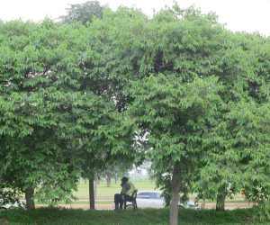 Great shade provided by Trema orientalis for the security guard at Baobab college. Trees planted in 2015